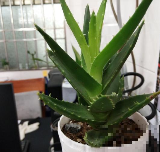 这4种花脸皮厚，不能让它长太高，个子矮点才健康！