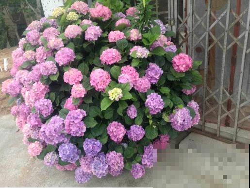 春天养这8种花，一开就是一团球，阳台也能变花园！