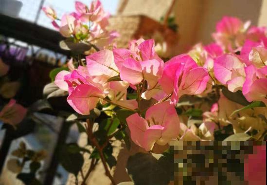 这2种花，开春坚决不能剪，剪了别想再看花！