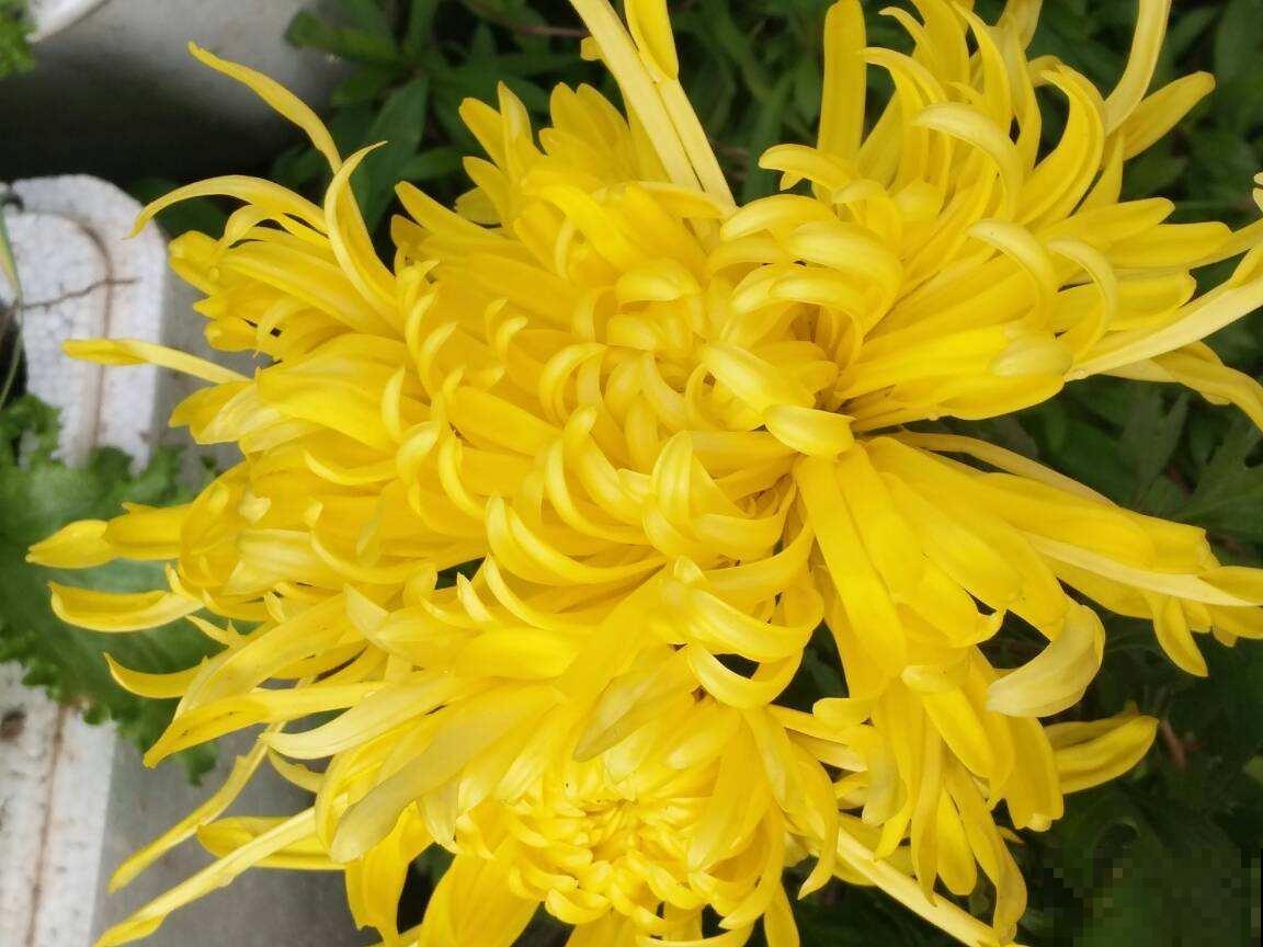 古代人都爱养的“4种花”，特上档次，家里养一盆，富贵满堂