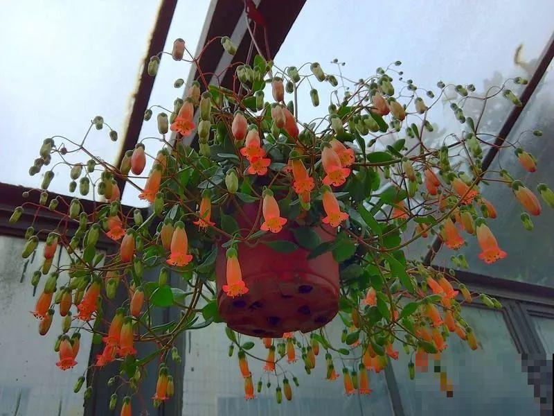 这2个长寿新品种，花一开像吊灯，新手也能养爆盆！