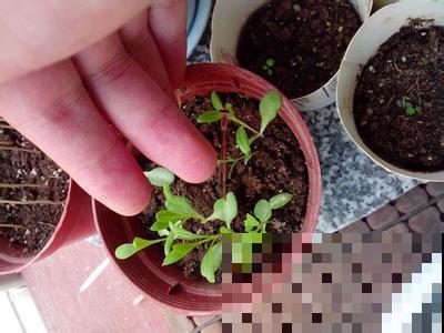 现在撒几粒这种子，母亲节刚好长出一捧花，既有心意还省钱！