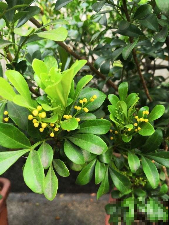 家里养盆香水花，满树挂满“黄金粒”，一盆满屋都飘香