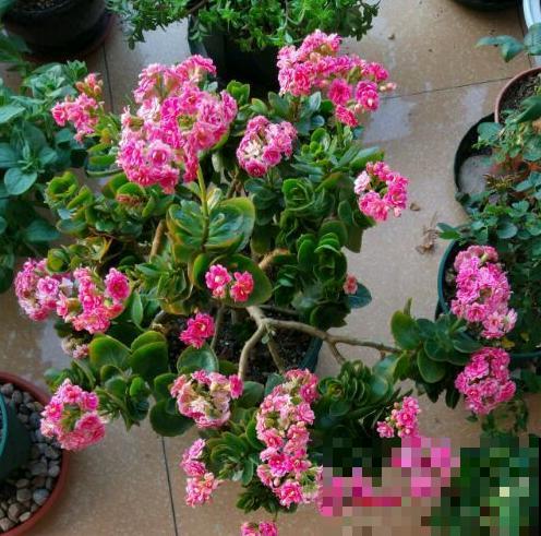 养了3年的长寿花，长成一棵大树，开花上百朵！