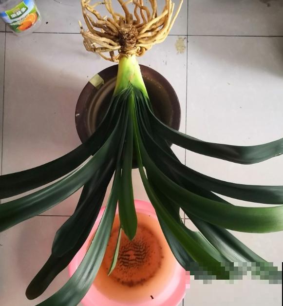 给花换盆的季节到啦，换完每月蹿一截，新叶子呼呼长！