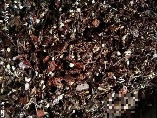 这3种肥料，月季盆里加一点，蹭蹭冒芽还不招虫！