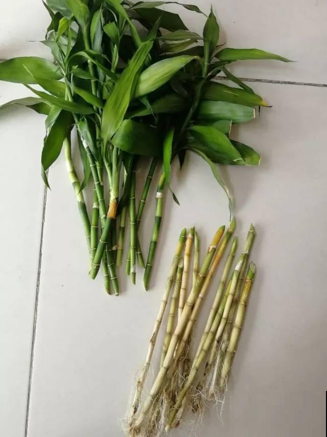 这种小粉末，是富贵竹烂根克星，喂它吃点几天就恢复如初！