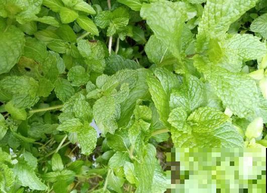 5种能炒鸡蛋的花，喷香喷香的，口水都能留下来！