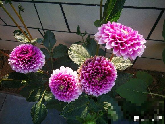 防盗窗养花，就养这8种开花机器，从春到秋开不停！