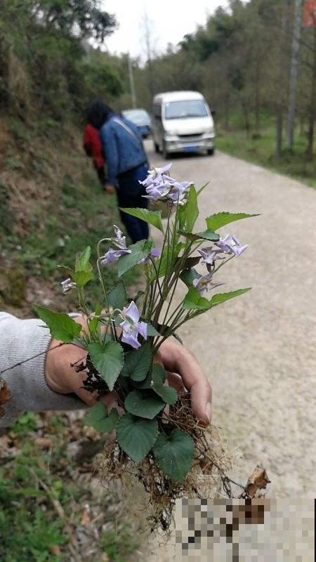 长在草坪的这花真惊艳，叶子纤弱花玲珑，馋得立马挖回家！
