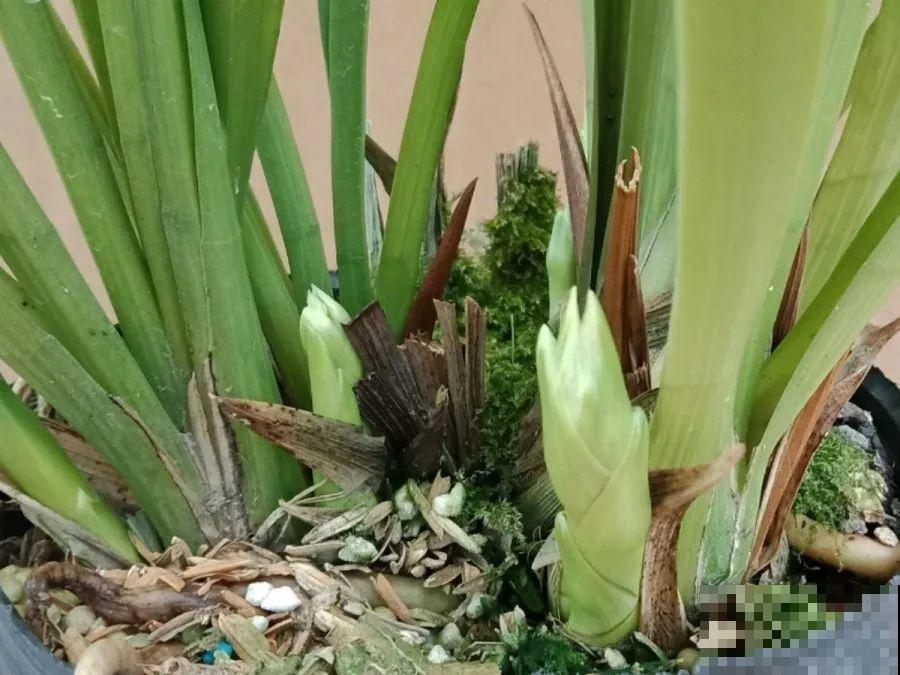给这花换盆，土里扒出30个崽，根本不用扦插！