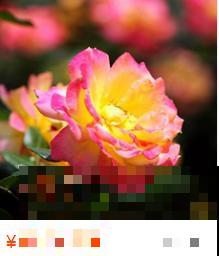 网购花卉要擦亮眼，别被图片蒙蔽，还是谨慎点好