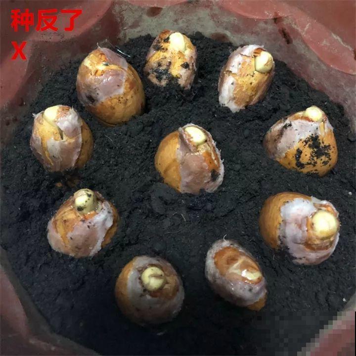 这水果太贵了，吃完留下核，还能种盆栽！