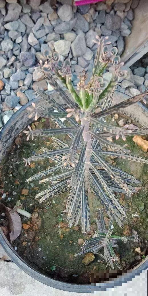 用长寿花盆里浇点它，叶片个个都巴掌大，长成2米“巨无霸”！