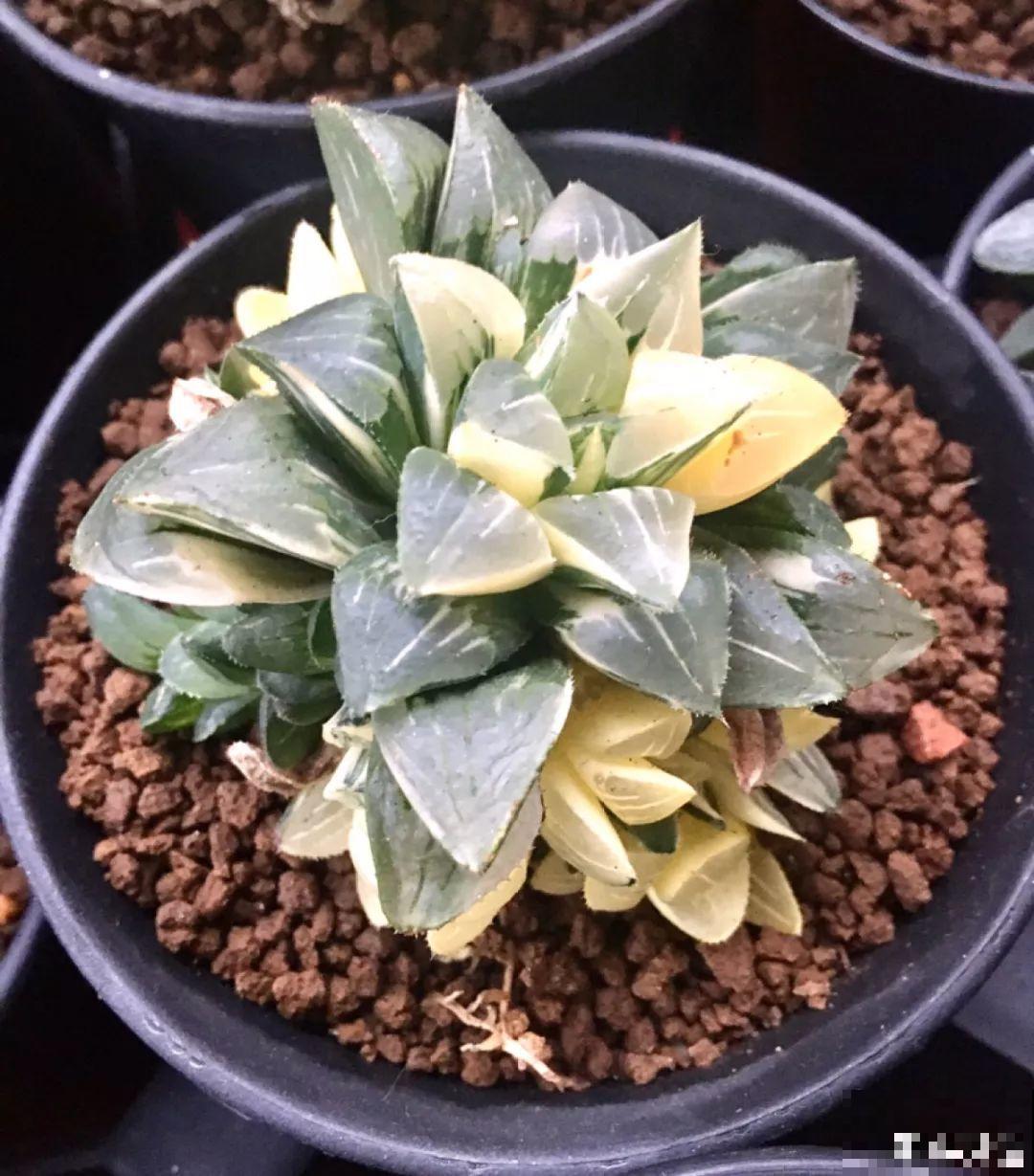 这花太能生，根系长满一轮胎，必须要换盆！
