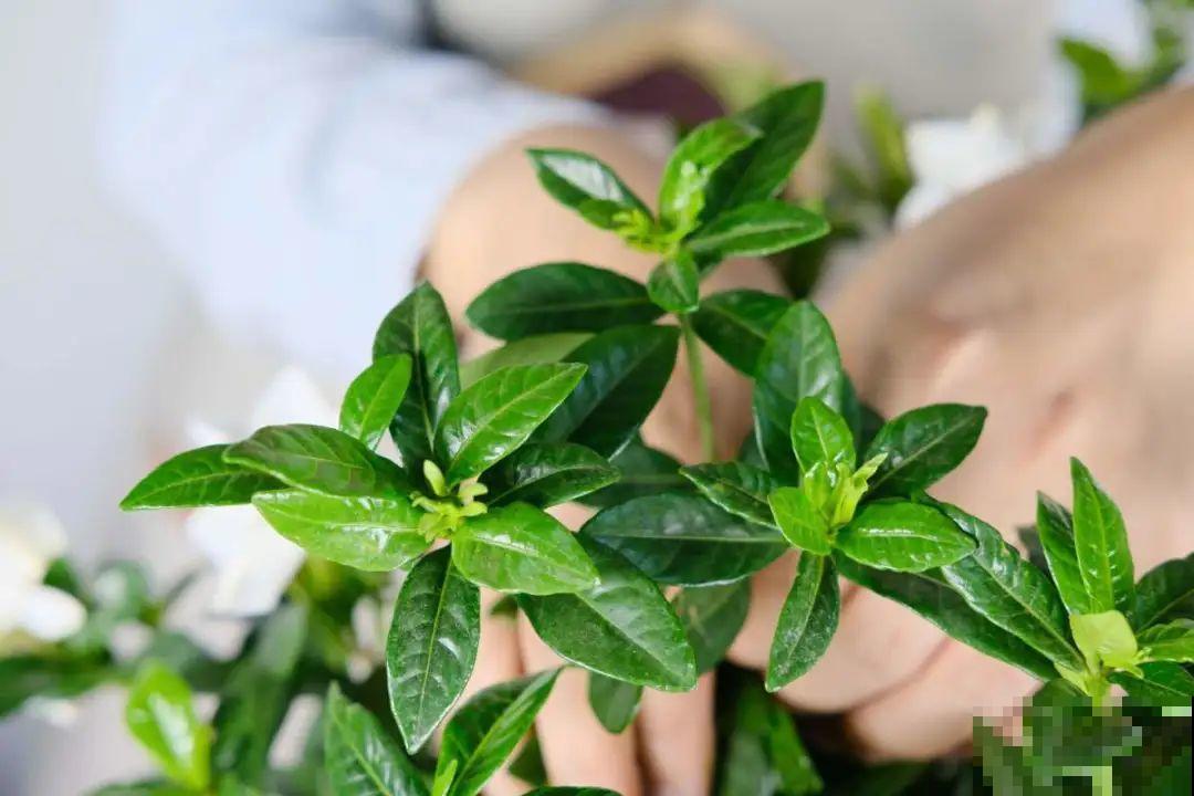 这7种花春天别乱剪，手太勤快了，反而春天不开花！