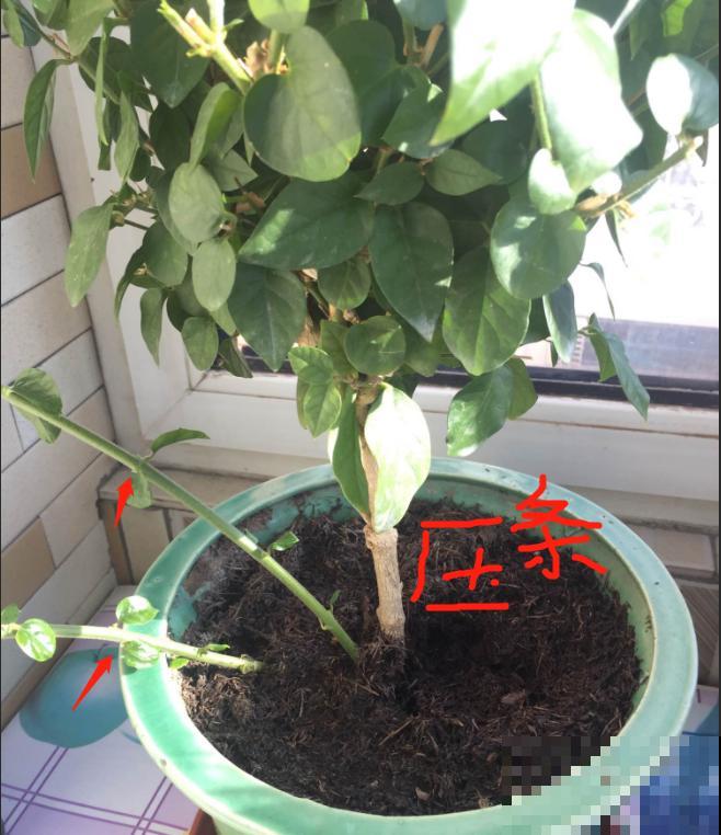 他家茉莉长了2米高，杆子粗壮笔直，开花像把伞！