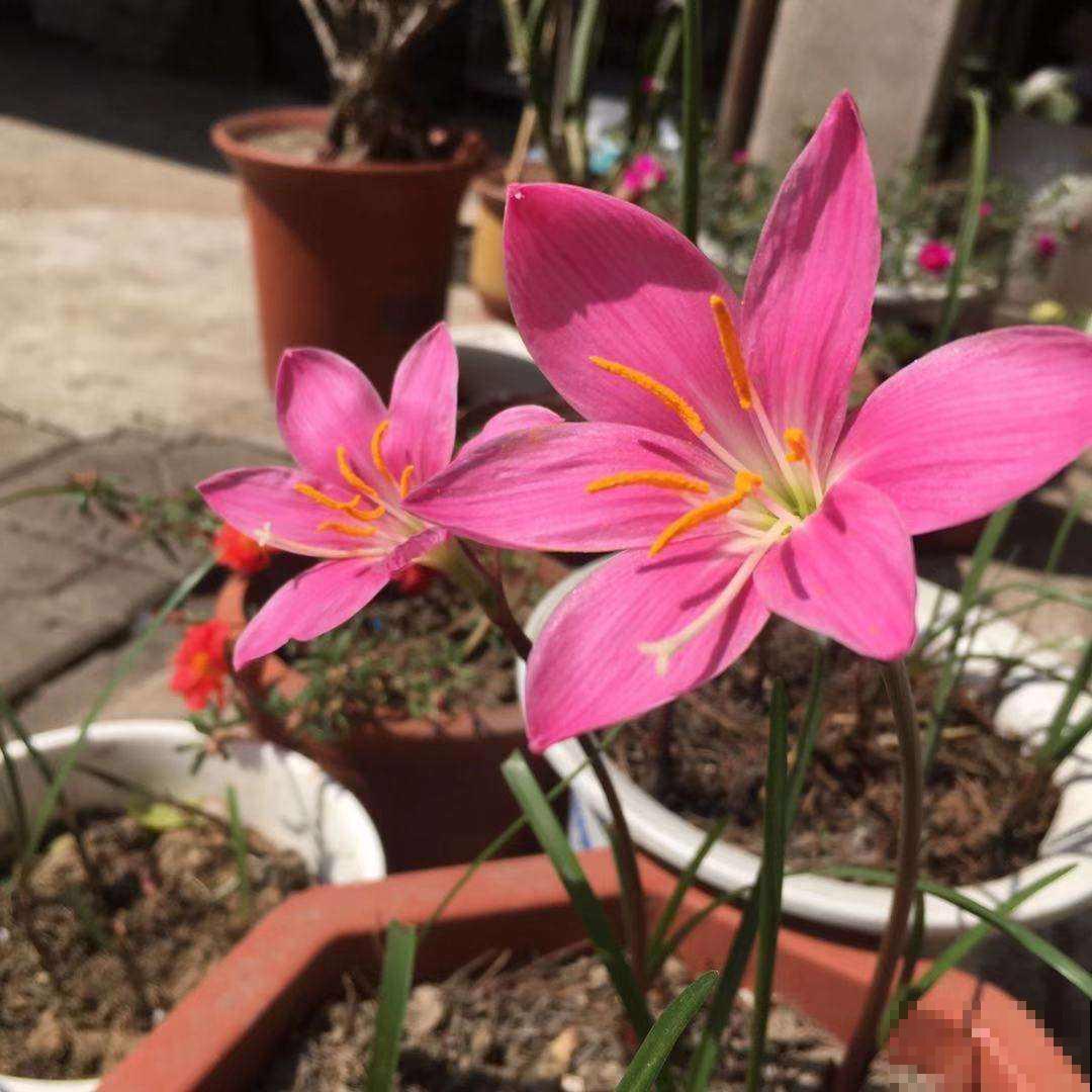 这花不怕晒也不怕雨，只要种土里，蹭噌开花，特好养