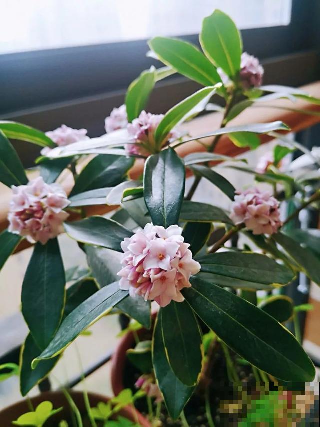 这盆“健康树”，1盆清新空气，2盆杀菌去异味