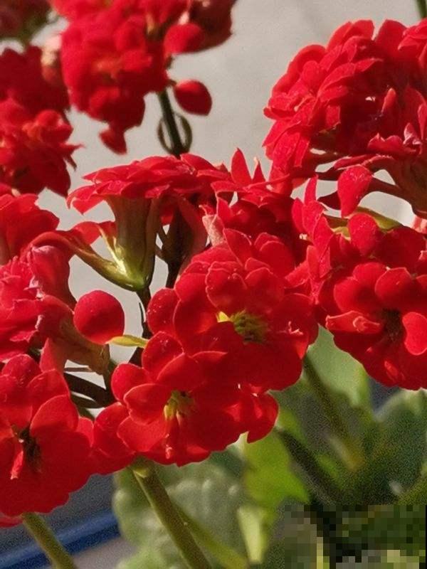 除夕夜，送你30朵吉祥花，新年大吉大利！