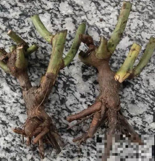 买了20年的大老桩，竟然不开花，吃大亏了！