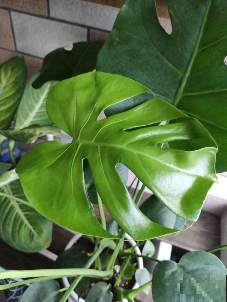 这花是个“老酒鬼”，给花喝一点，叶绿得直直滴油