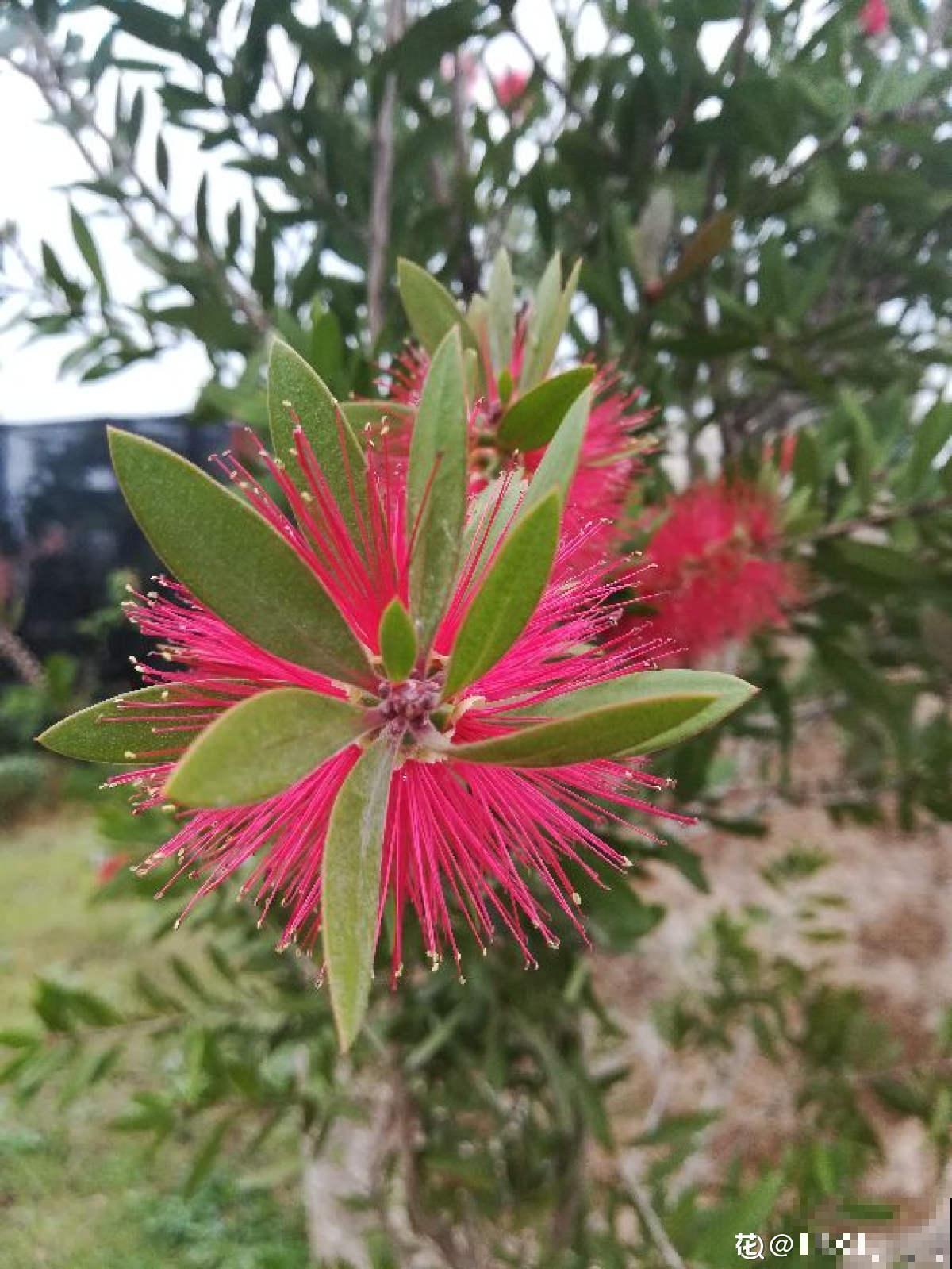 邻居养的“毛刷子”花，开花惊艳四座，红红火火有福气