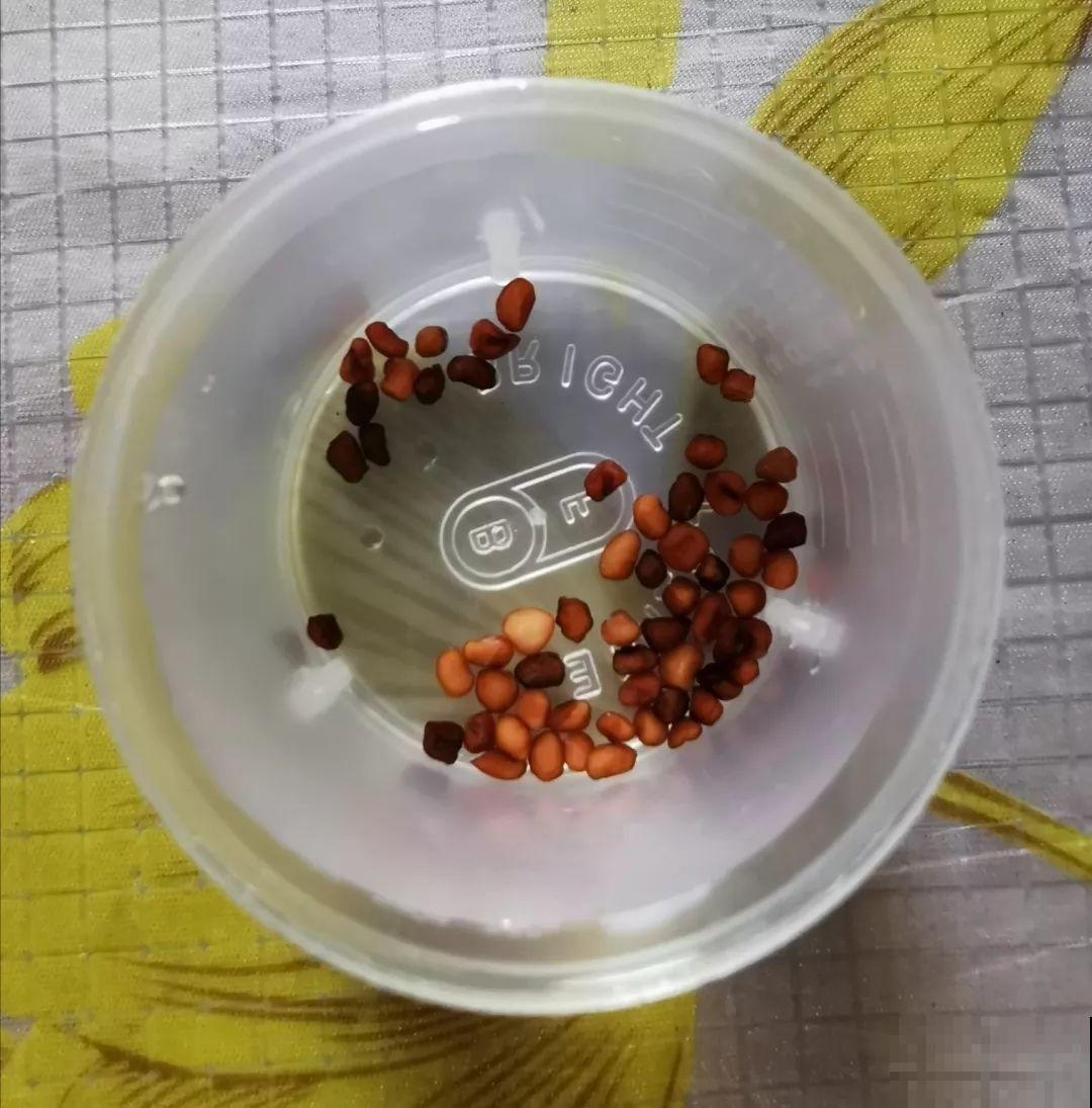 这花特好养，撒一把丢土里，冒出一堆新芽！