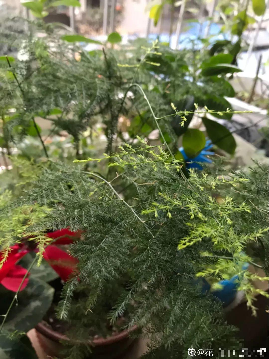 给花狠心剃光头，新芽呼呼冒，1年变老桩！