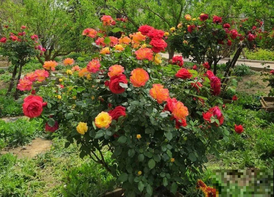 除了蟹爪兰，这花也能嫁接，开花的时候太美了！