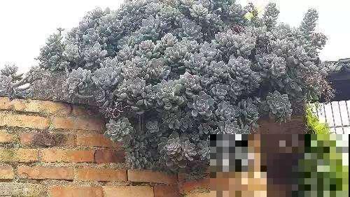 天赐的多肉，一分钱不花捡一堆，屋顶上成堆成堆的！