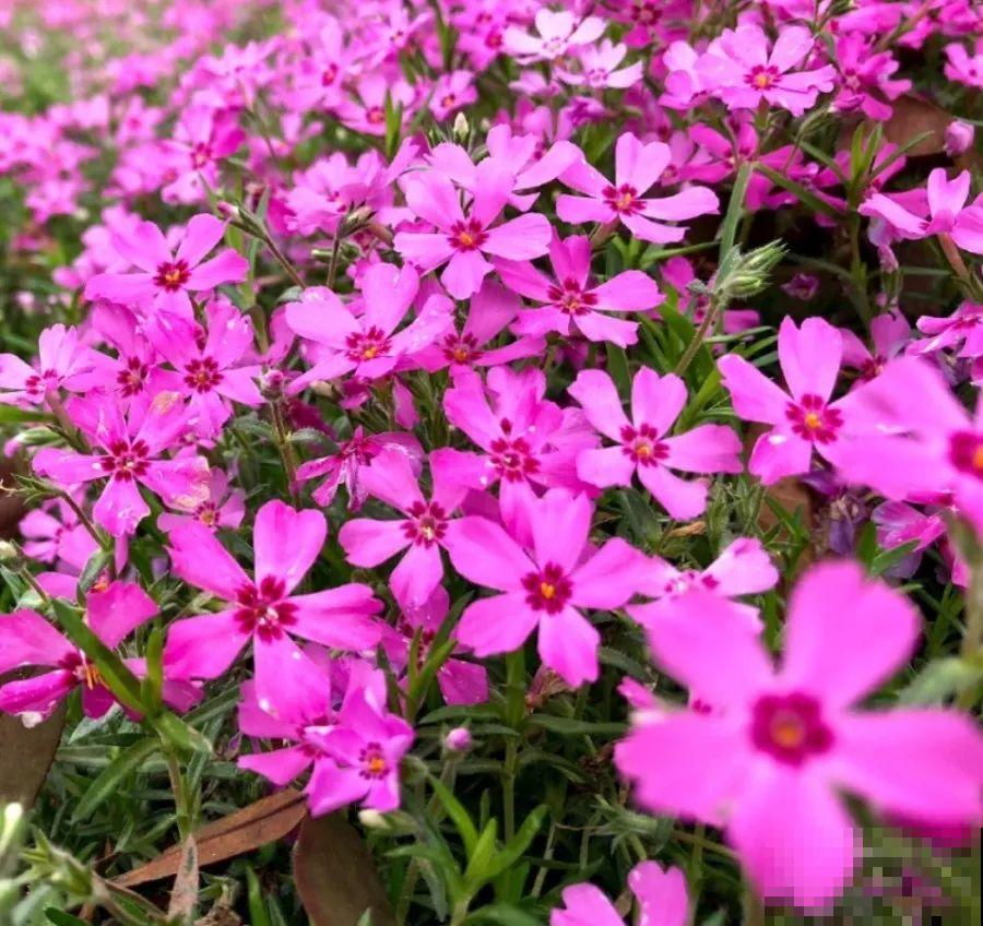 养这花才省心，掉片叶子下来，砖缝里也能长！