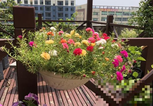这花号称死不了，为什么我养一盆死一盆？