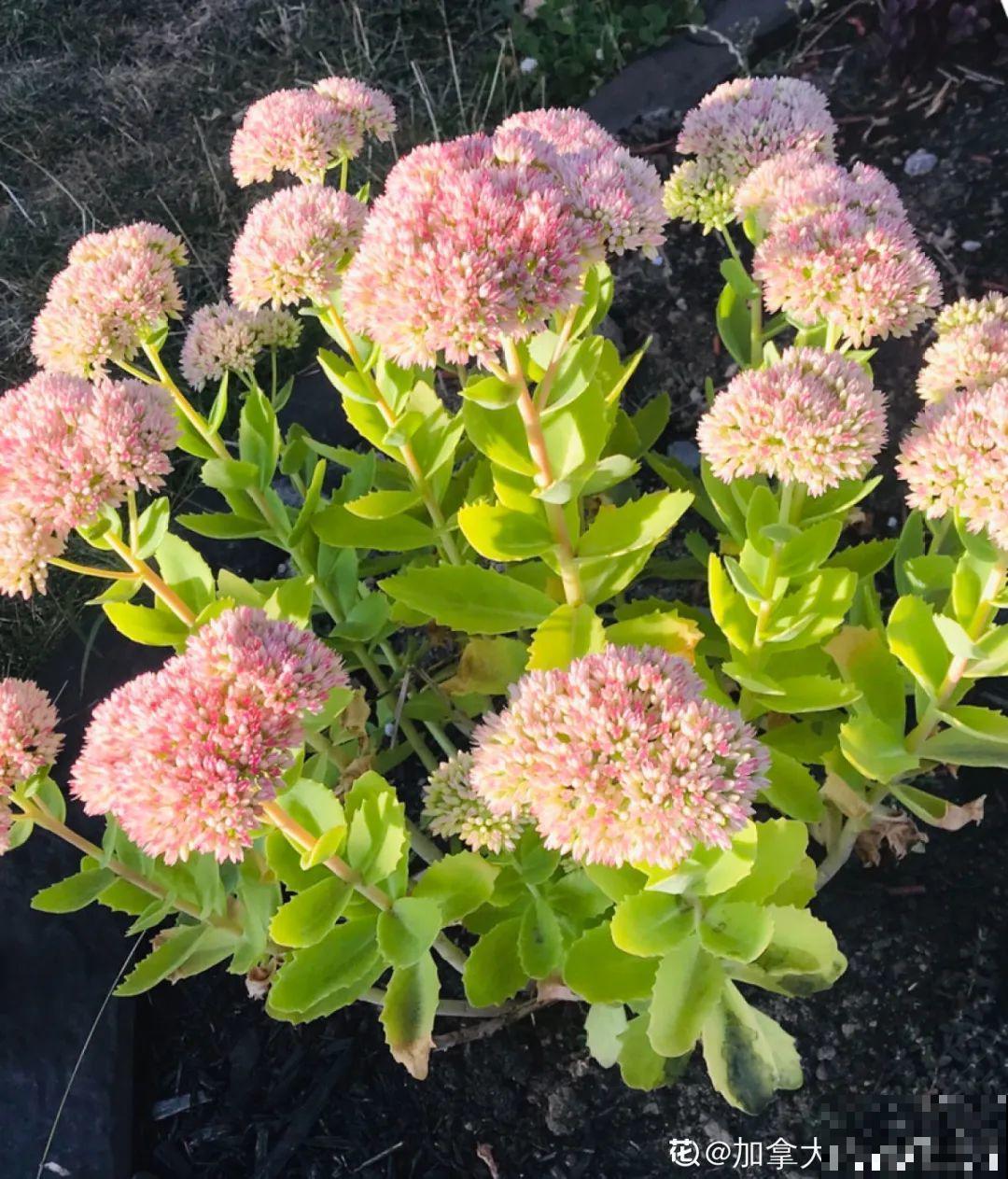 叶子像长寿，开花像绣球，这花的名字你还真想不到！
