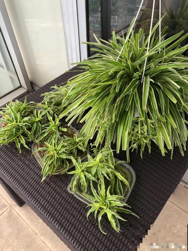 特能吃土的花，抓紧时间换盆，晚了就不开花