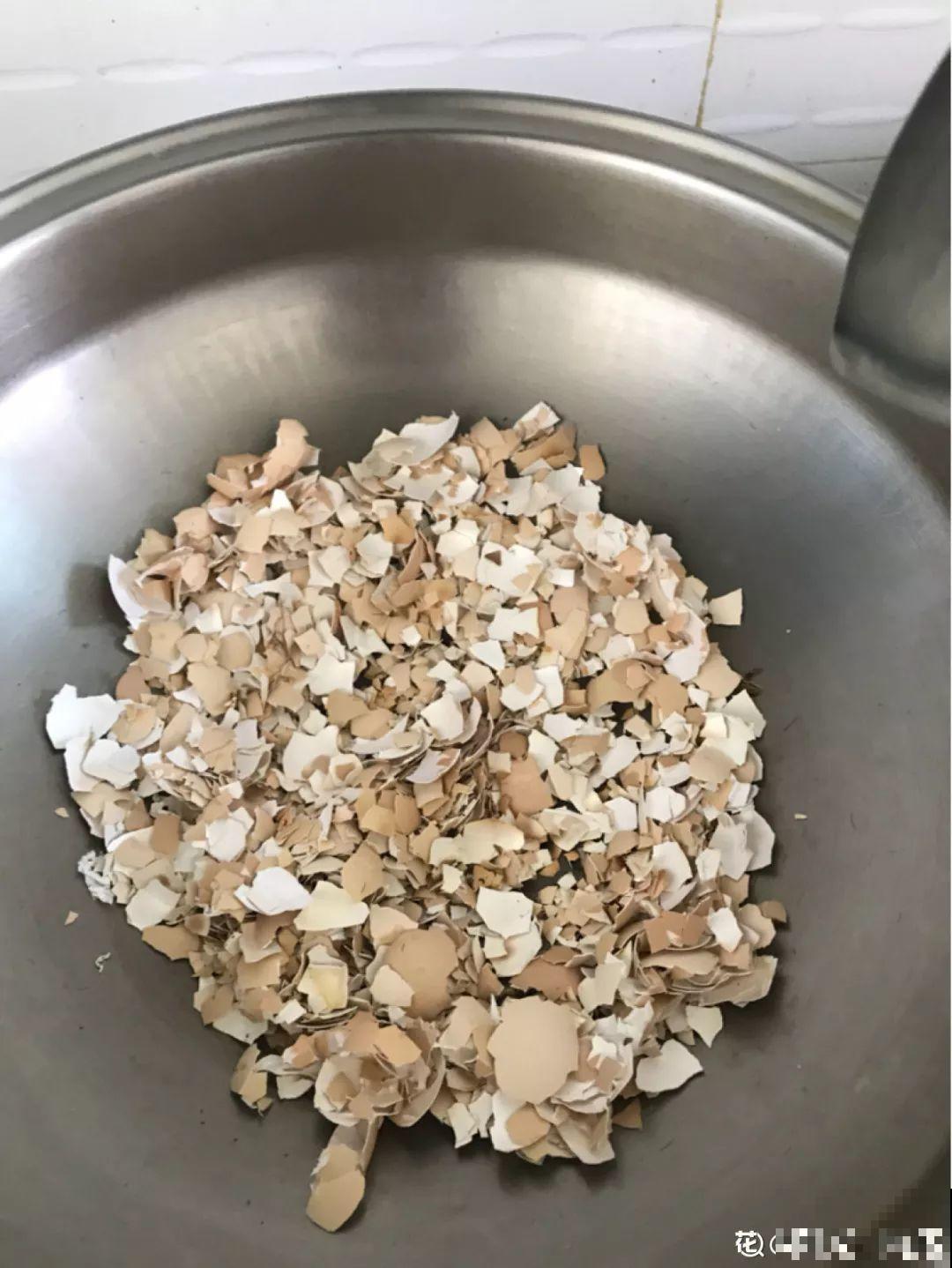 1把果壳丢盆里，比任何肥料都好使，养10年不烂根！