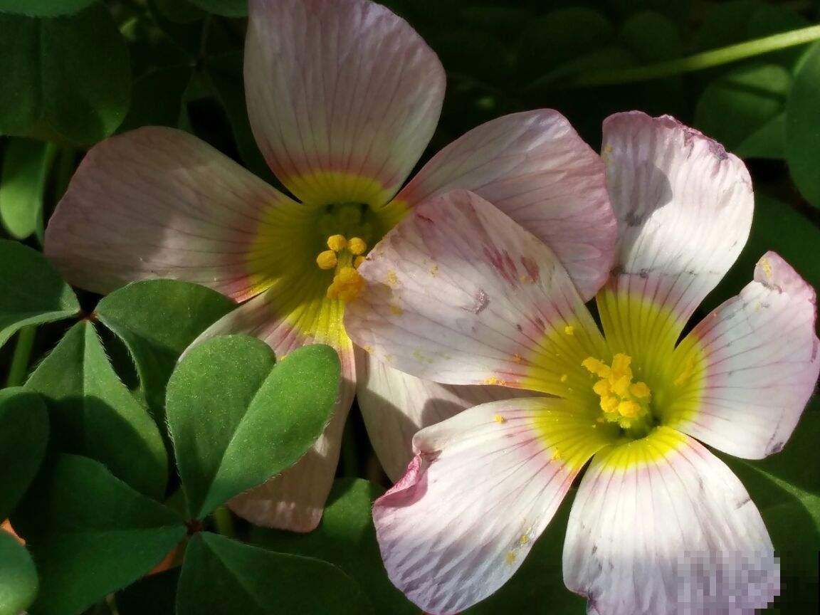 在家闷着，不如给花拍照，“5个”拍花小技巧，照片称霸朋友圈