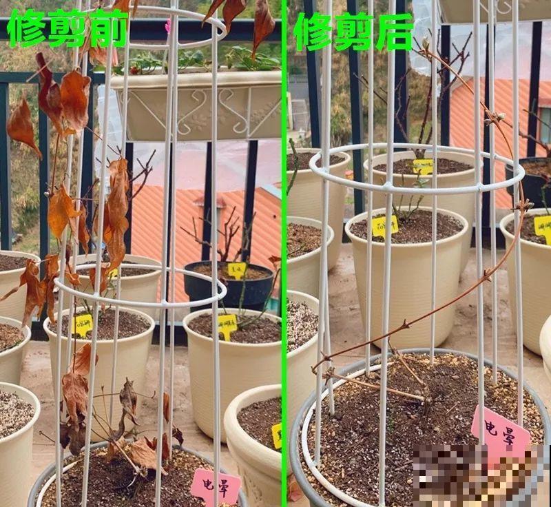 立春过后，这花快要苏醒了，准备好，剪完记得施肥！