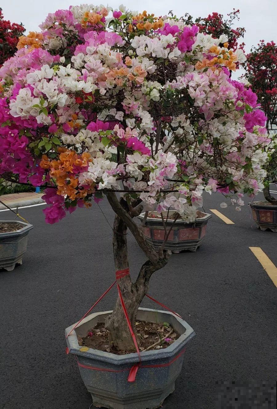 除了蟹爪兰，这花也能嫁接，开花的时候太美了！