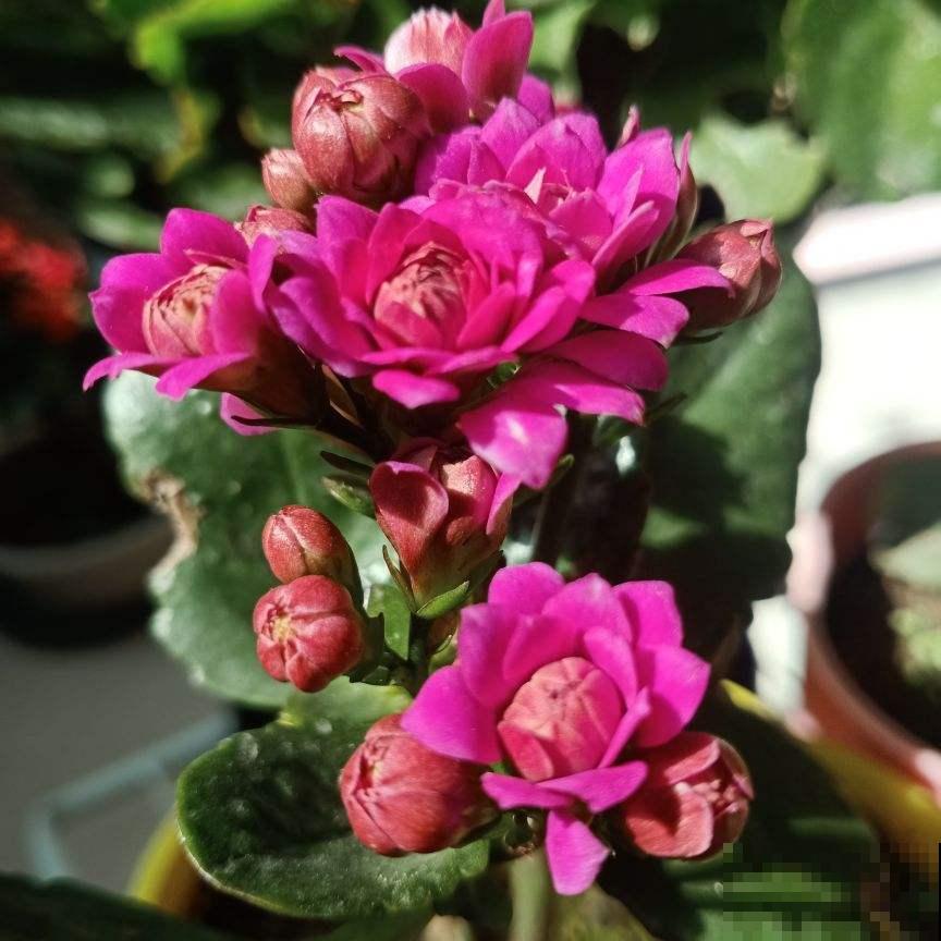 已经2月份了，长寿还没开花？给它套个塑料袋，10天就开花