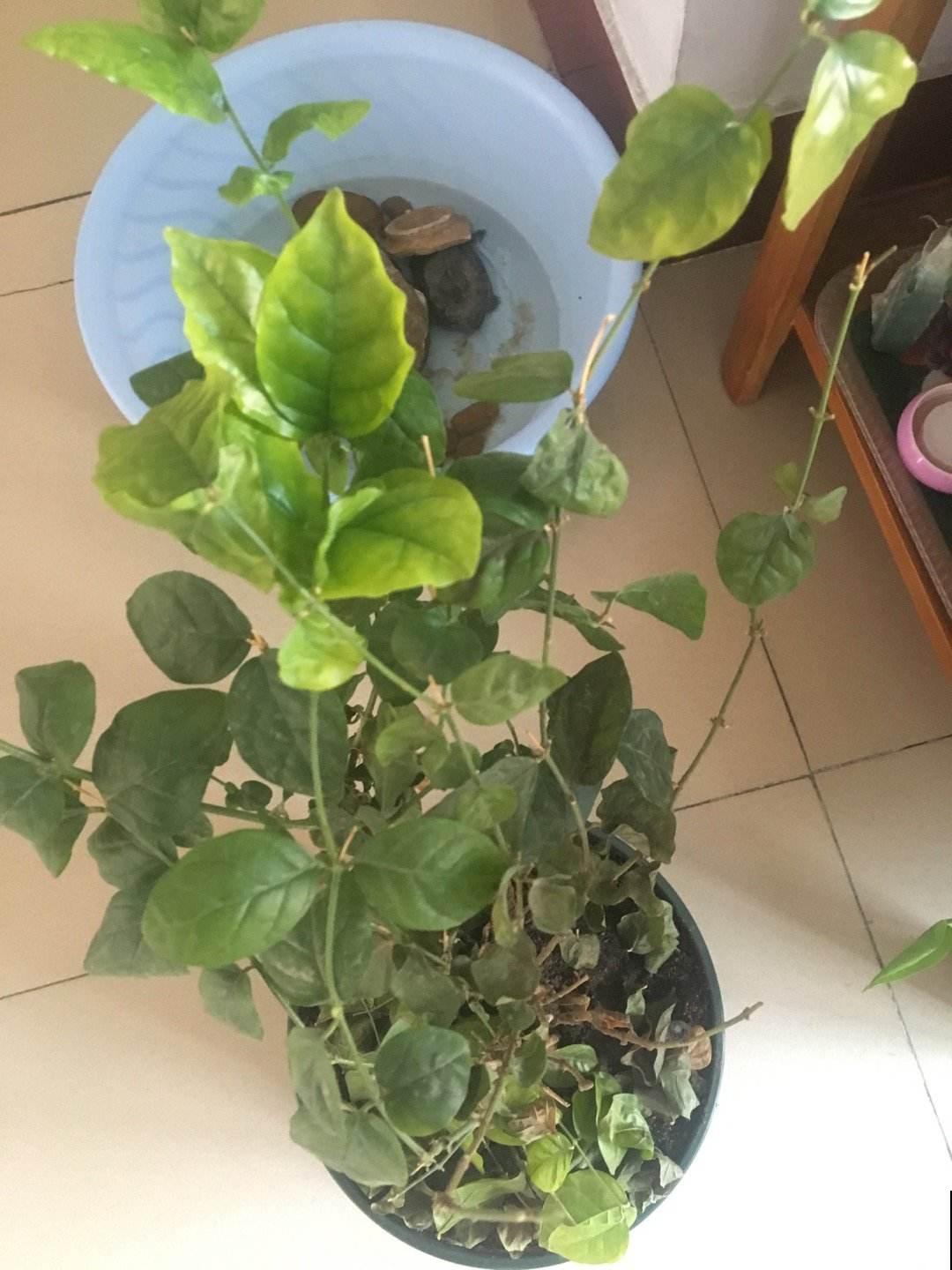 修剪花卉的最佳时机到了，揪光叶子，剪短枝，越剪越爆盆