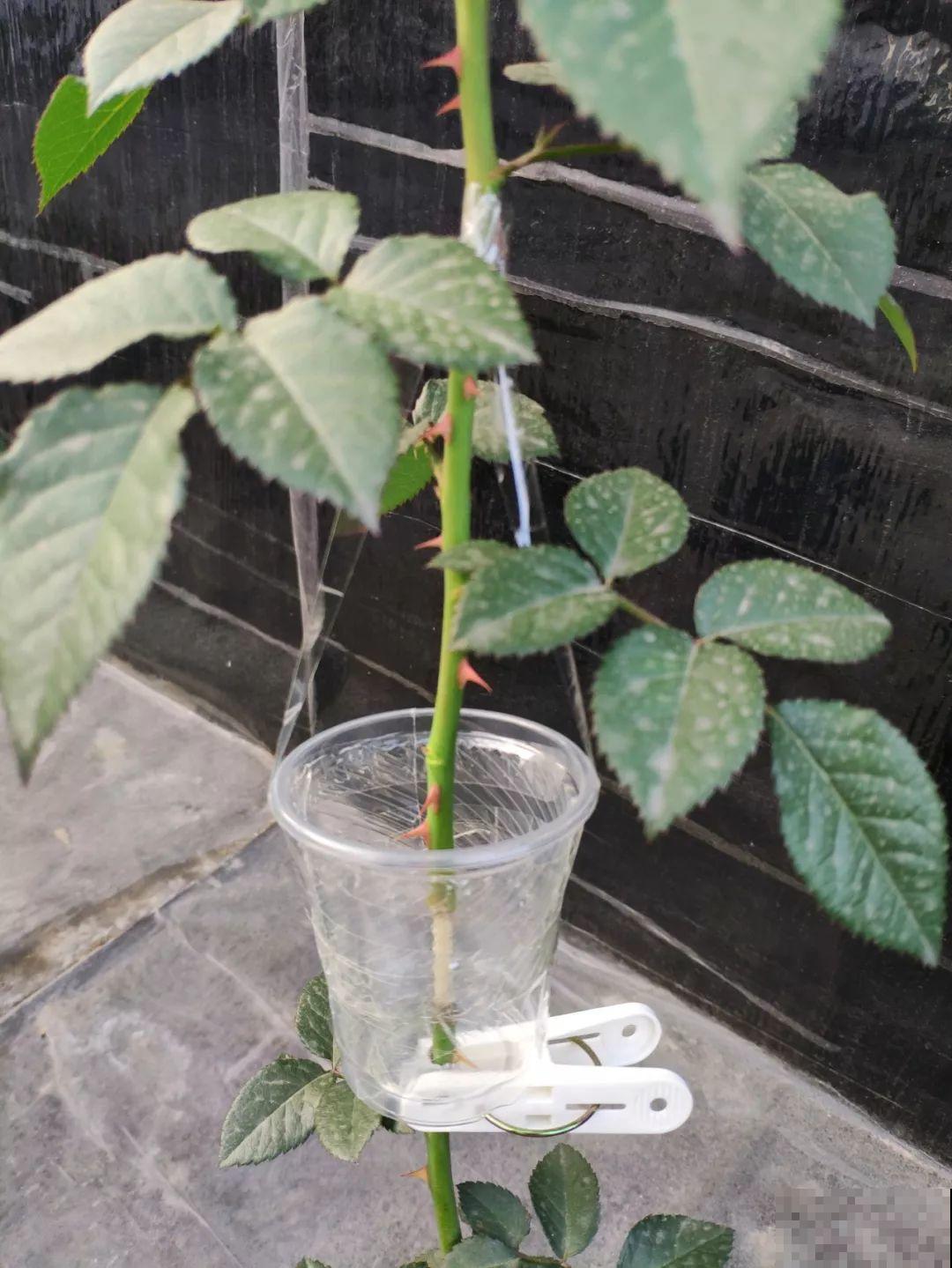 三角梅、月季用最简单的扦插法，塑料瓶套上就生根，懒人也会做！
