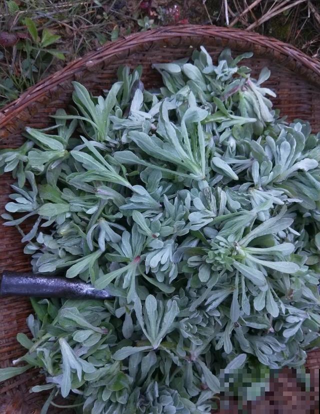 春天野菜赛黄金，教你2种做法，好吃又养生！