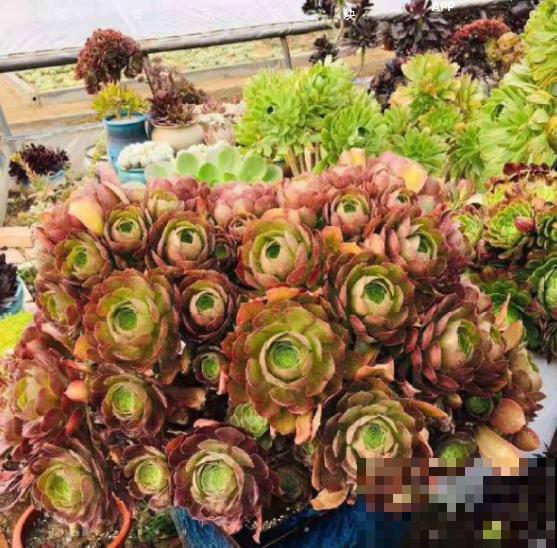他只养一种多肉，就能建一个漂亮的花园，人人都羡慕！