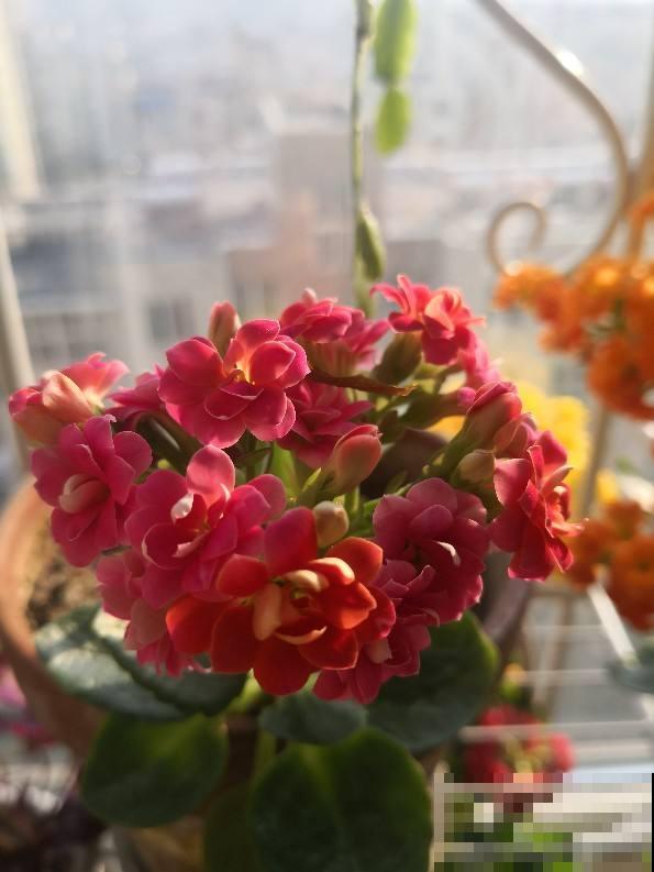已经2月份了，长寿还没开花？给它套个塑料袋，10天就开花