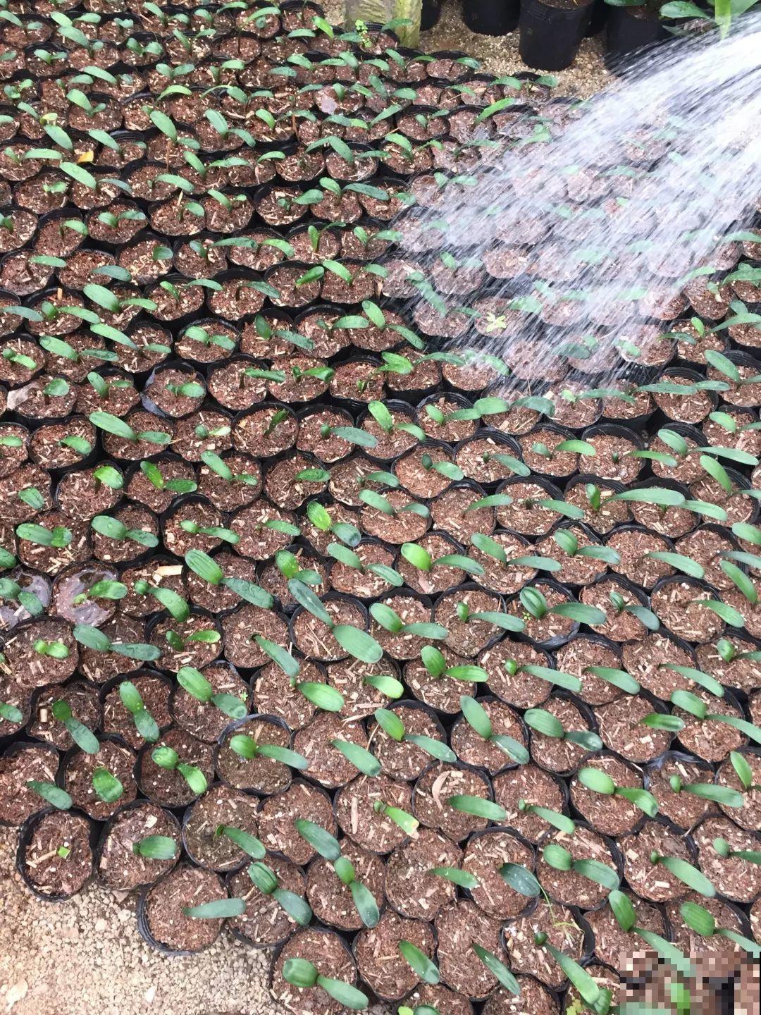 这花特好养，撒一把丢土里，冒出一堆新芽！