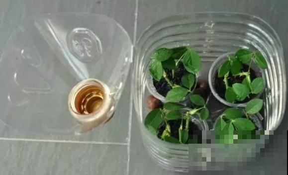 家里的塑料瓶别扔，春天扦插枝条，一天繁殖30盆！