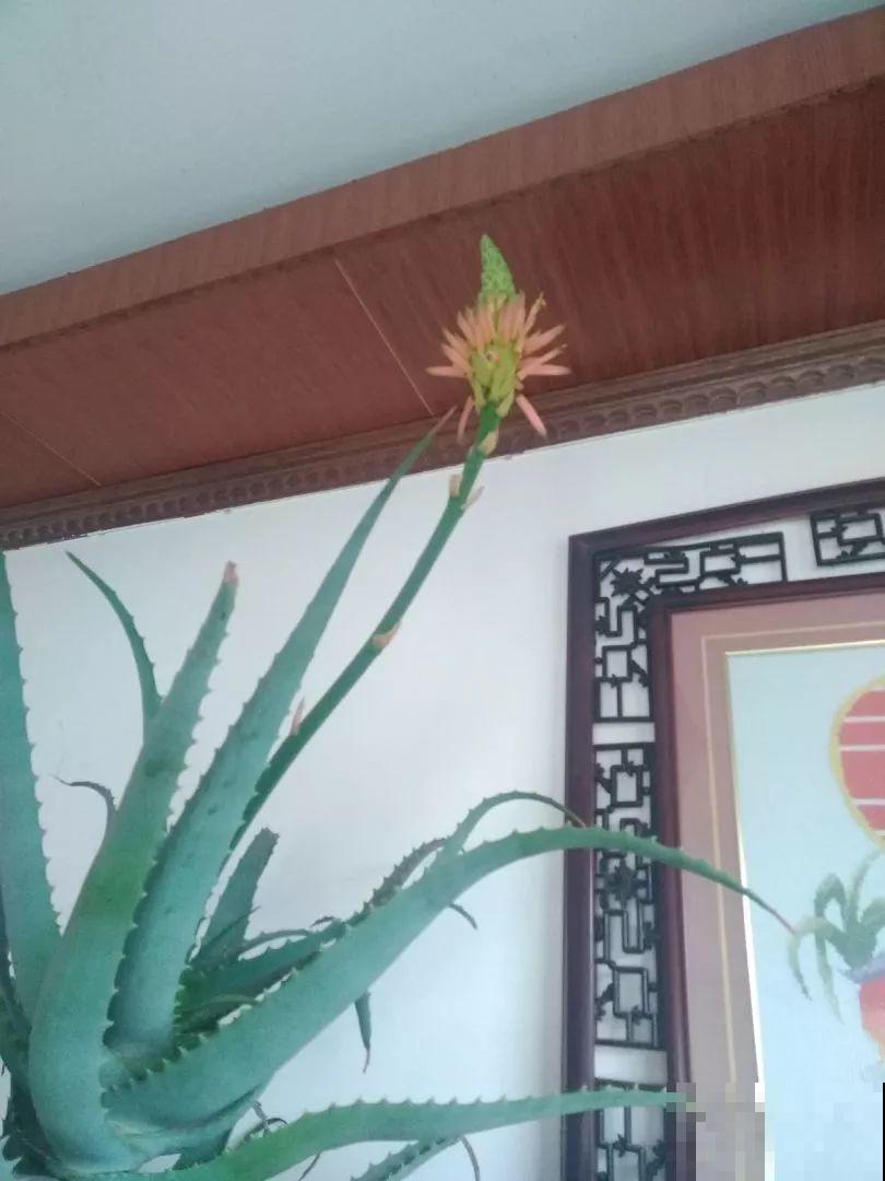 25年的芦荟，长成胳膊粗大老桩，年年开出“吉祥花”！