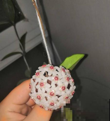 她家球兰一开就是一大串，白团子晃人眼，原是这么养出来的！