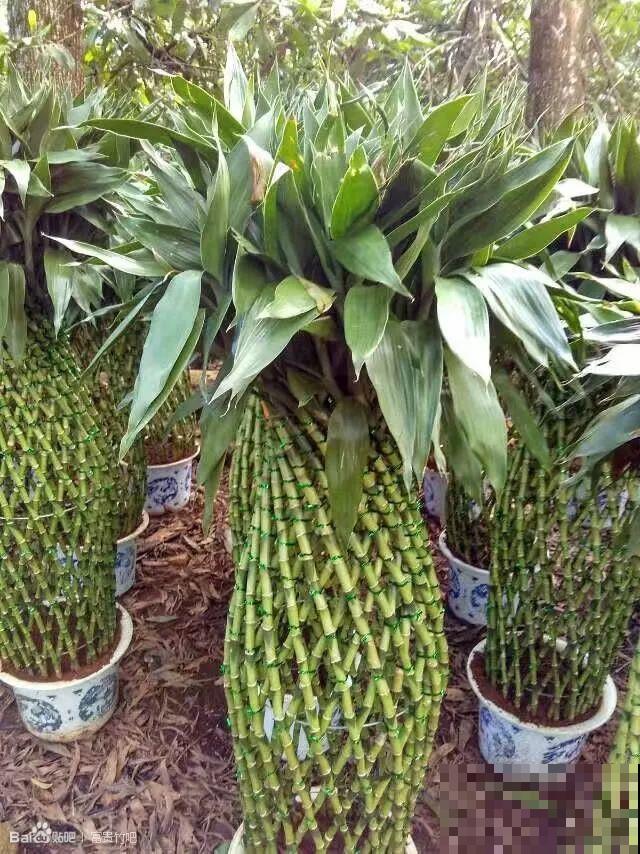3棵茶花绑一绑，1年变成大老桩，懒人也能养成！